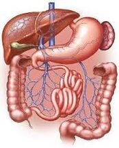 Gastrointestinal tract